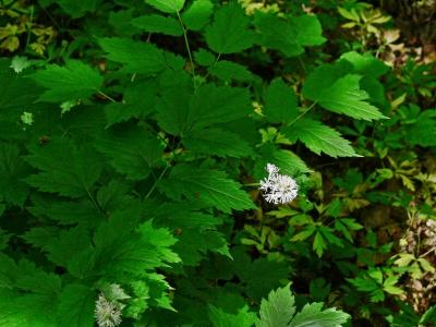 Trolldruva - Actaea spicata - Baneberry