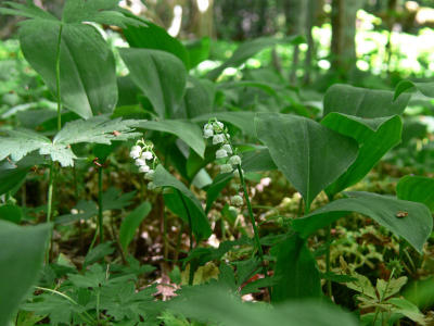 Liljekonvalj - Convallaria majalis - Lily-of-the-valley