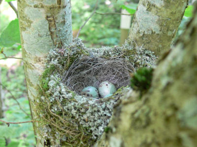 Bofinkbo - Fringilla coelebs - Nest of Chaffinch