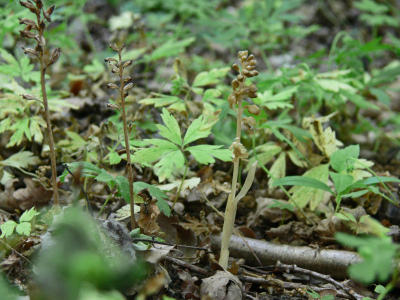 Nästrot - Neottia nidus-avis - Bird's-nest Orchid