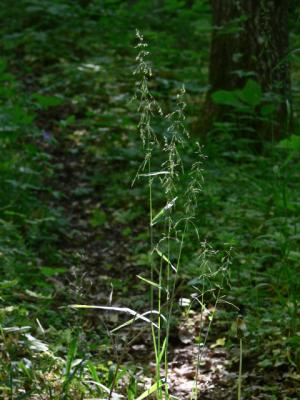 Hässlebrodd - Milium effusum - Wood millet