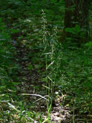 Hsslebrodd - Milium effusum - Wood millet