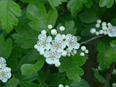 Hagtorn - Crataegus - Hawthorn