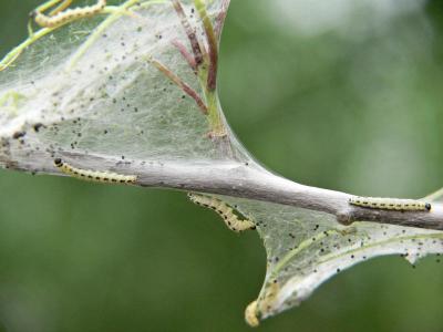 Hggspinnmal - Yponomeuta evonymella - Bird-cherry Ermine