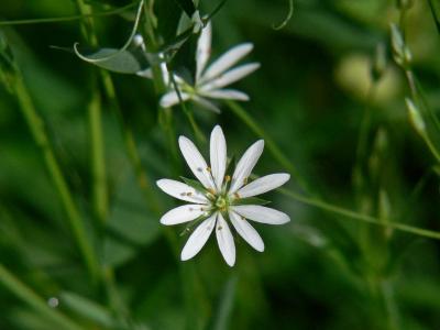 Grsstjrnblomma - Stellaria graminea - Lesser Stitchwort