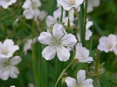 Midsommarblomster - Geranium sylvaticum - Wood Crane's-bill