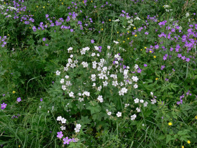 Midsommarblomster - Geranium sylvaticum - Wood Crane's-bill