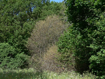 24 juni. Häggspinnmalen utvecklas