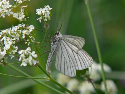 Svartribbad vitvingemtare - Siona lineata - Black-veined Moth