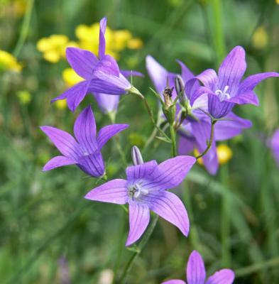 ngsklocka - Campanula patula - Spreading Bellflower