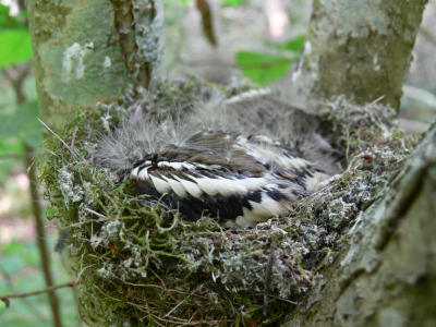 Bofinkungar - Fringilla coelebs - Chaffinch nestlings
