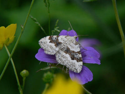 Backfältmätare - Xanthorhoe montanata - Silver-ground Carpet