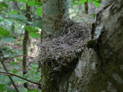 Bofinkungarna utflugna - The young chaffinches has flewn.