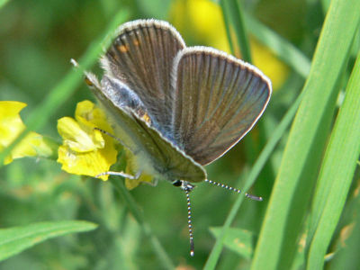 Silverblvinge (hona) - Polyommatus amandus - Amanda's Blue (female)