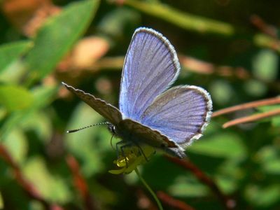 Hedblvinge (hanne) - Plebejus idas - Idas Blue or Northern Blue (male)