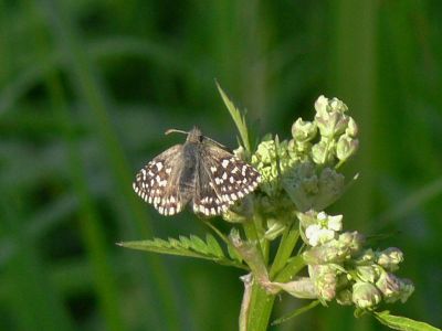 Smultronvisslare - Pyrgus malvae - Grizzled Skipper