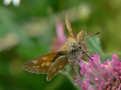 ngssmygare - Ochlodes sylvanus - Large Skipper