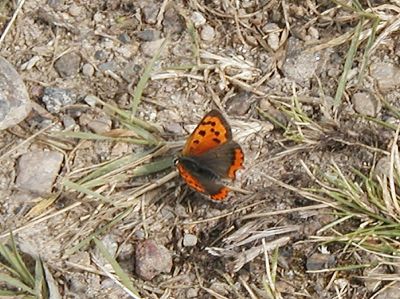 Mindre guldvinge - Lycaena phlaeas - Small Copper