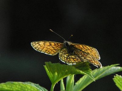 Skogsntfjril - Melitaea athalia - Heath Fritillary