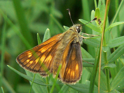 ngssmygare (hona) - Ochlodes sylvanus - Large Skipper (female)