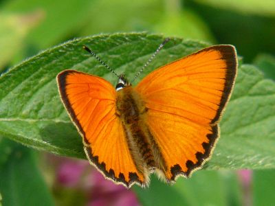 Vitfläckig guldvinge (hane) - Lycaena virgaureae - Scarce Copper (male)