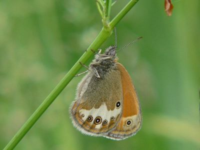 Prlgrsfjril - Coenonympha arcania - Pearly Heath