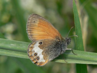 Prlgrsfjril - Coenonympha arcania - Pearly Heath