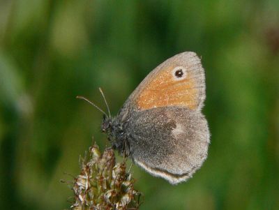 Kamgrsfjril - Coenonympha pamphilus - Small Heath