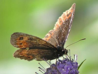 Skogsgrsfjaril - Erebia ligea - Arran Brown