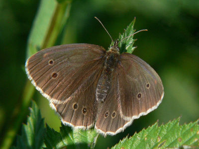 Luktgrsfjril - Aphantopus hyperantus - Ringlet