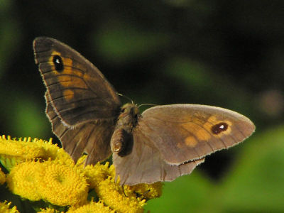 Slttergrsfjril (hona) - Maniola jurtina - Meadow Brown (female)