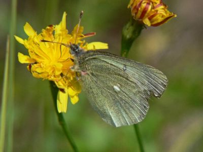 Svavelgul hfjril - Colias palaeno - Moorland Clouded Yellow