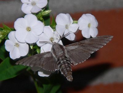 Tallsvärmare - Sphinx pinastri - Pine Hawkmoth