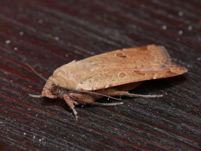 Allmnt bandfly - Noctua pronuba - Large Yellow underwing