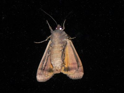 Allmnt bandfly - Noctua pronuba - Large Yellow underwing