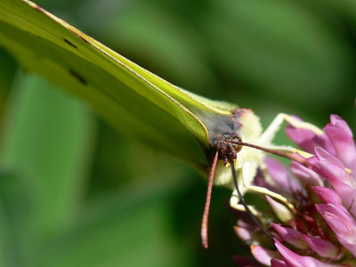 Citronfjril (hanne) - Gonepteryx rhamni - Brimstone Butterfly (male)
