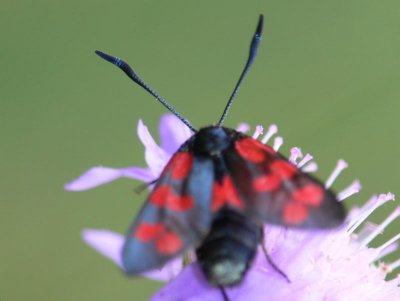 Sexfläckig bastardsvärmare - Zygaena filipendulae - Six-spot Burnet