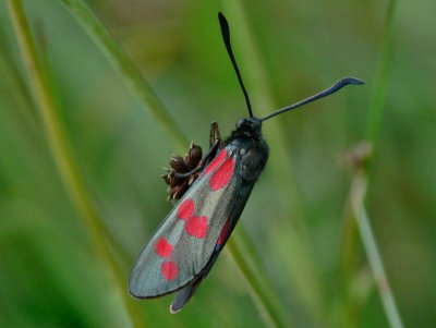 Sexfläckig bastardsvärmare - Zygaena filipendulae - Six-spot Burnet