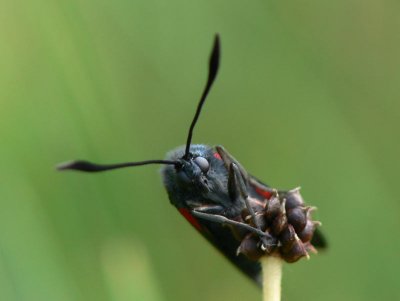 Sexfläckig bastardsvärmare - Zygaena filipendulae - Six-spot Burnet