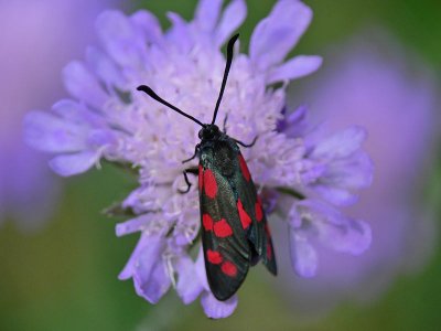 Sexfläckig bastardsvärmare - Zygaena filipendulae - Six-spot Burnet