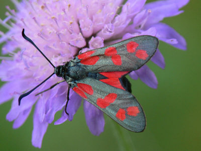 Sexfläckig bastardsvärmare - Zygaena filipendulae - Six-spot Burnet