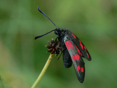 Sexfläckig bastardsvärmare - Zygaena filipendulae - Six-spot Burnet