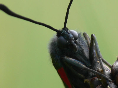 Sexfläckig bastardsvärmare - Zygaena filipendulae - Six-spot Burnet