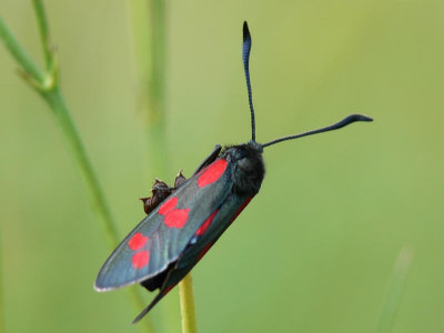 Sexfläckig bastardsvärmare - Zygaena filipendulae - Six-spot Burnet