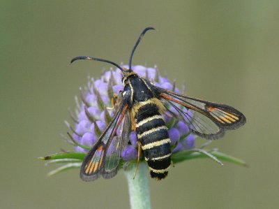 Smygstekellik glasvinge - Bembecia ichneumoniformis - Six-belted Clearwing