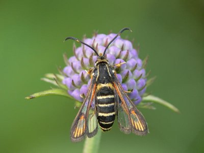 Smygstekellik glasvinge - Bembecia ichneumoniformis - Six-belted Clearwing