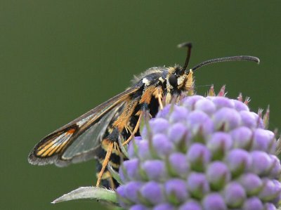 Smygstekellik glasvinge - Bembecia ichneumoniformis - Six-belted Clearwing