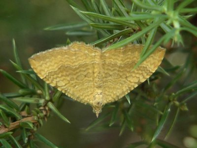 Gulvingad fltmtare - Camptogramma bilineata - Yellow Shell