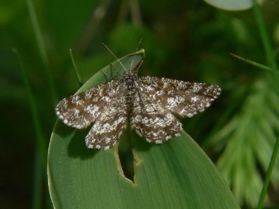 Allmn ngsmtare (hona) - Ematurga atomaria - Common Heath (female)