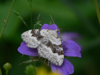 Backfltmtare - Xanthorhoe montanata - Silver-ground Carpet